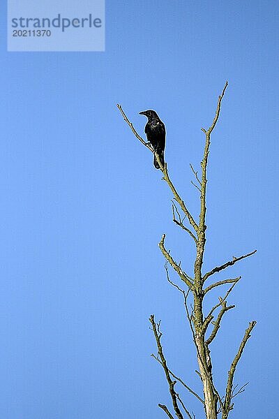 Rabenkrähe (Corvus corone)  Altvogel auf einer Baumspitze  Bottrop  Ruhrgebiet  Nordrhein-Westfalen  Deutschland  Europa