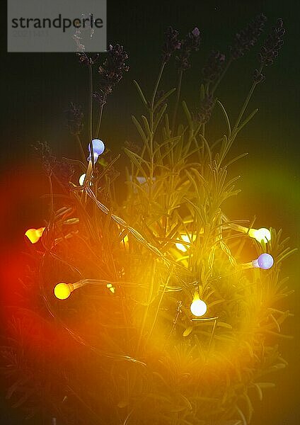 Lavendel (Lavandula)  mit Lichterkette und Bokeh  Nordrhein-Westfalen  Deutschland  Europa