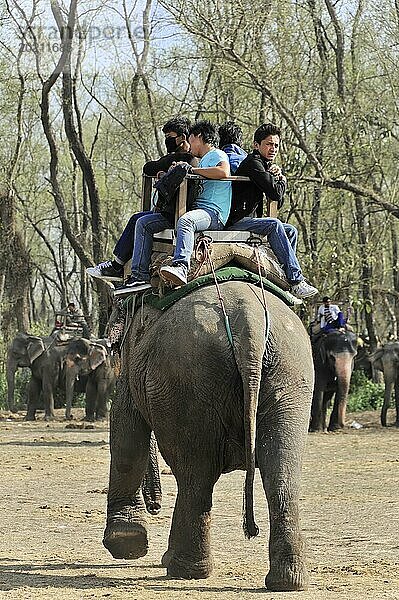 Menschen reiten auf dem Rücken eines Elefanten in einem bewaldeten Gebiet  Chitwan Nationalpark  Nepal  Asien