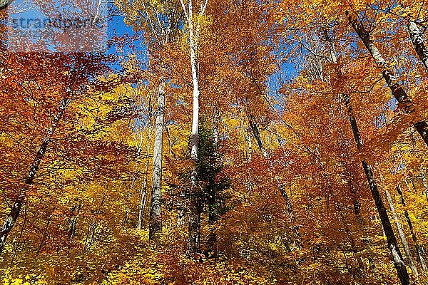 Herbstliches Birkenwald Panorama in Kanada