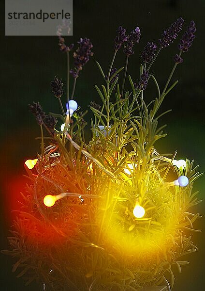 Lavendel (Lavandula)  mit Lichterkette und Bokeh  Nordrhein-Westfalen  Deutschland  Europa