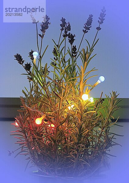 Lavendel (Lavandula)  mit Lichterkette und Bokeh  Nordrhein-Westfalen  Deutschland  Europa