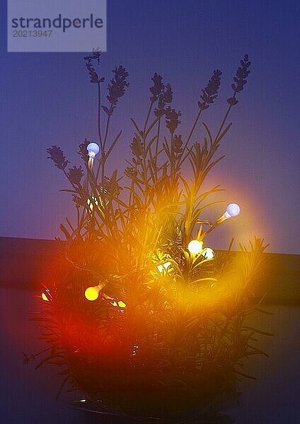 Lavendel (Lavandula)  mit Lichterkette und Bokeh  Nordrhein-Westfalen  Deutschland  Europa