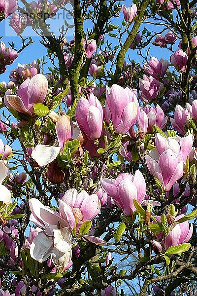 Pinkfarbene rosafarbene pink rosa Blüten von Tulpen-Magnolie (Magnolia x soulangeana) Kreuzung von chinesische Yulan-Magnolie (Magnolia denudata) und Purpur-Magnolie (Magnolia liliiflora) Frühblüher Ziergehölz sommergün  Deutschland  Europa