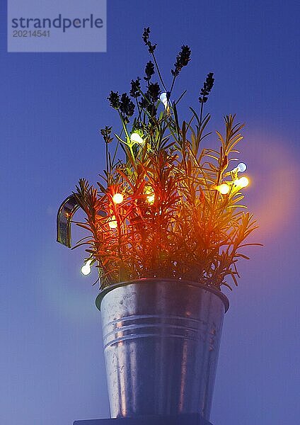 Lavendel (Lavandula)  mit Lichterkette und Bokeh  Nordrhein-Westfalen  Deutschland  Europa