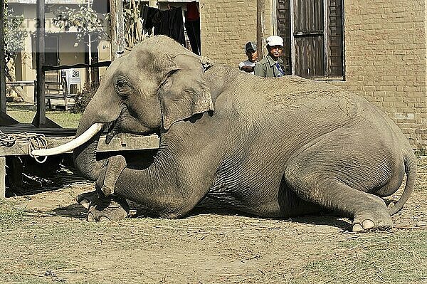 Ein großer Elefant liegt entspannt im Staub  während zwei Personen zuschauen  Chitwan Nationalpark  Bhairahawa  Nepal  Asien