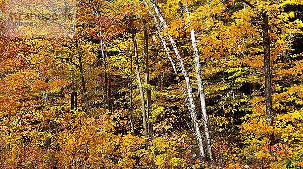 Herbstliches Birkenwald Panorama in Kanada