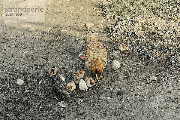 Eine Henne füttert ihre Küken auf dem Boden draußen im Freien  Chitwan Nationalpark  Nepal  Asien