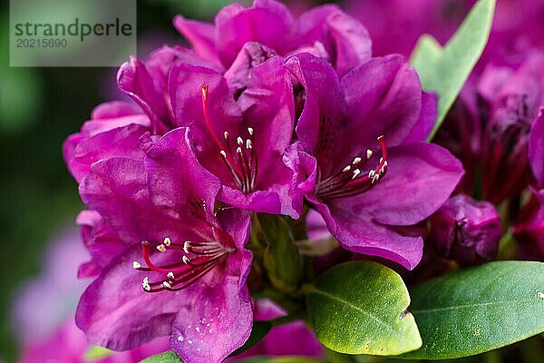 Rhododendron (Azalee) blüht in verschiedenen Farben im Frühlingsgarten. Nahaufnahme. Unscharfer Hintergrund