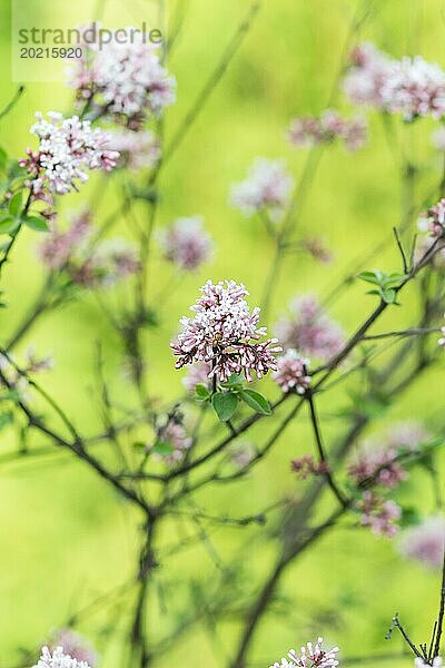 Blühender Flieder im botanischen Garten im Frühling