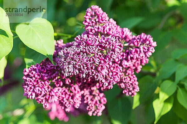 Blühender Flieder im botanischen Garten im Frühling