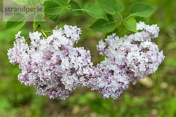 Blühender Flieder im botanischen Garten im Frühling