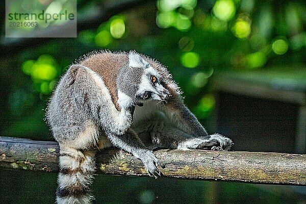 Lemuren in natürlicher Umgebung  Nahaufnahme  Porträt des Tieres auf Guadeloupe au Parc des Mamelles  in der Karibik. Französische Antillen  Frankreich  Europa