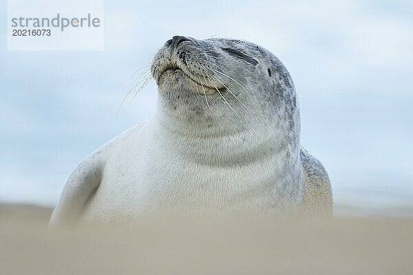 Seehund (Phoca vitulina)  erwachsenes Tier  ruhend an einem Strand  Norfolk  England  Großbritannien  Europa