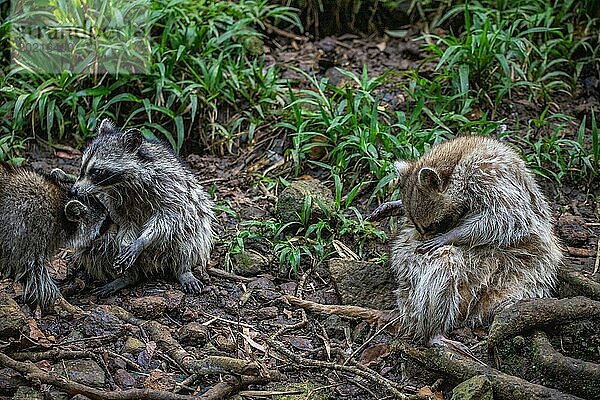 Waschbär in Natürlicher Umgebung  Großaufnahme  Portrait des Tieres auf Guadeloupe au Parc des Mamelles  in der Karibik. Französische Antillen  Frankreich  Europa