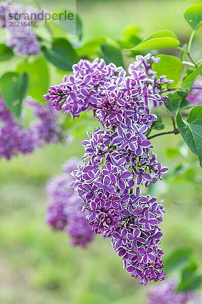 Blühender Flieder im botanischen Garten im Frühling