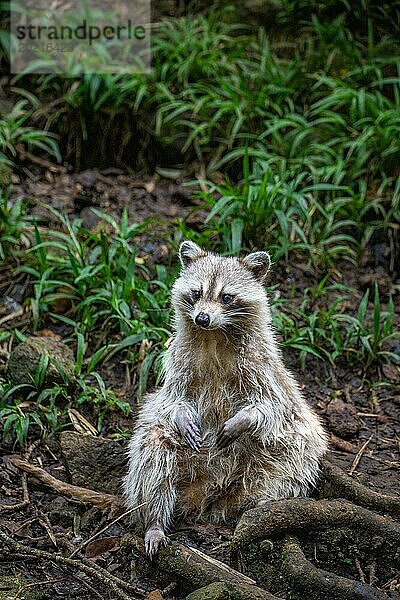 Waschbär in Natürlicher Umgebung  Großaufnahme  Portrait des Tieres auf Guadeloupe au Parc des Mamelles  in der Karibik. Französische Antillen  Frankreich  Europa