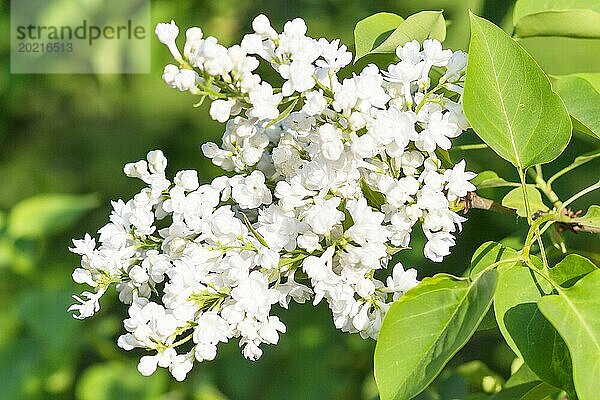 Blühender Flieder im botanischen Garten im Frühling