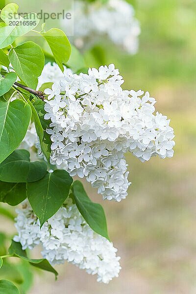 Blühender Flieder im botanischen Garten im Frühling