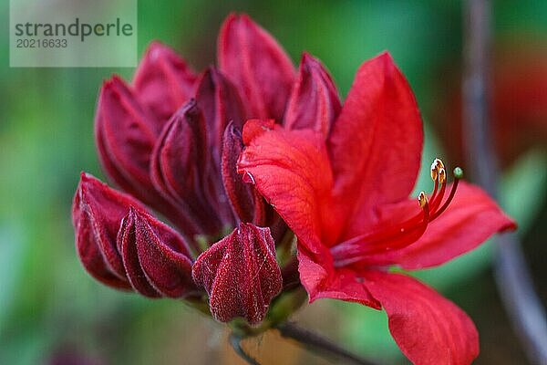 Rhododendron (Azalee) blüht in verschiedenen Farben im Frühlingsgarten. Nahaufnahme. Unscharfer Hintergrund