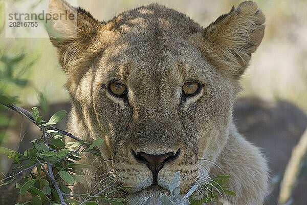 Portrait einer Löwin im Etosha Nationalpark