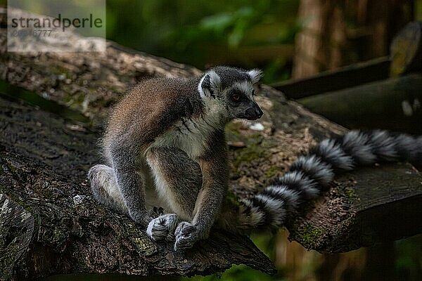 Lemuren in natürlicher Umgebung  Nahaufnahme  Porträt des Tieres auf Guadeloupe au Parc des Mamelles  in der Karibik. Französische Antillen  Frankreich  Europa