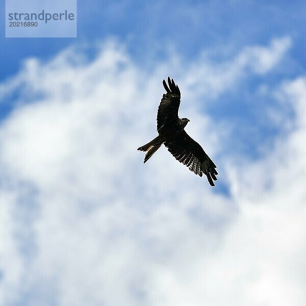 Rotmilan (Milvus milvus) im Flug hält Ausschau nach Beute  Silhouette vor Wolkenhimmel  Wales  Großbritannien  Europa