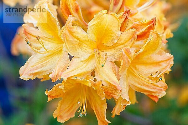 Rhododendron (Azalee) blüht in verschiedenen Farben im Frühlingsgarten. Nahaufnahme. Unscharfer Hintergrund