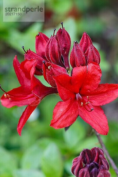 Rhododendron (Azalee) blüht in verschiedenen Farben im Frühlingsgarten. Nahaufnahme. Unscharfer Hintergrund