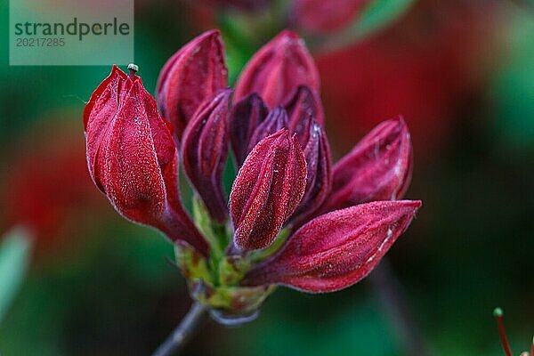 Violette Knospen von Rhododendron (Azalee) im Frühlingsgarten. Nahaufnahme. Unscharfer Hintergrund