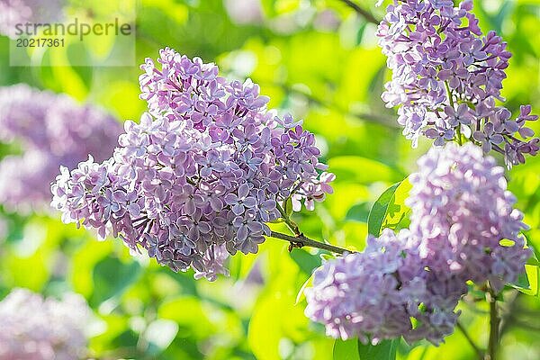 Blühender Flieder im botanischen Garten im Frühling