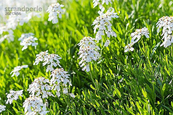 Blühende Frühlingsblumen im Botanischen Garten