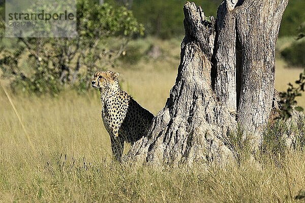 Gepard im Moremi-Wildreservat in Botswana