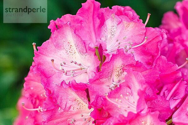 Rhododendron (Azalee) blüht in verschiedenen Farben im Frühlingsgarten. Nahaufnahme. Unscharfer Hintergrund