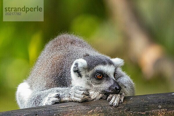 Lemuren in natürlicher Umgebung  Nahaufnahme  Porträt des Tieres auf Guadeloupe au Parc des Mamelles  in der Karibik. Französische Antillen  Frankreich  Europa