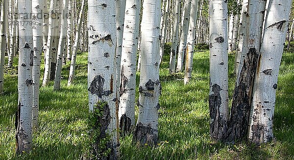 Birch forest panorama