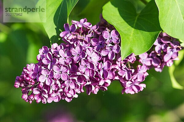 Blühender Flieder im botanischen Garten im Frühling