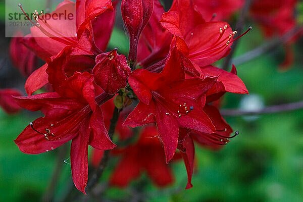 Rhododendron (Azalee) blüht in verschiedenen Farben im Frühlingsgarten. Nahaufnahme. Unscharfer Hintergrund