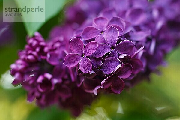 Fliederblüten von dunkelvioletter Farbe im Frühlingsgarten. Nahaufnahme. Unscharfer Hintergrund