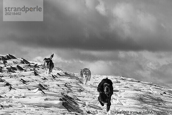Hunde laufen durch eine schneebedeckte Landschaft mit Bergen unter einem bewölkten Himmel  Amazing Dogs in the Nature