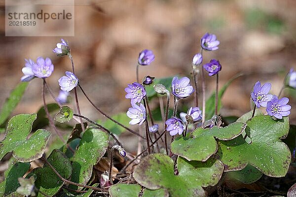 Leberblümchen (Hepatica nobilis)  Pflanze  Blüte  blau  geschützt  Deutschland  Anfang März blühen die blauvioletten Blüten vom Leberblümchen  Europa