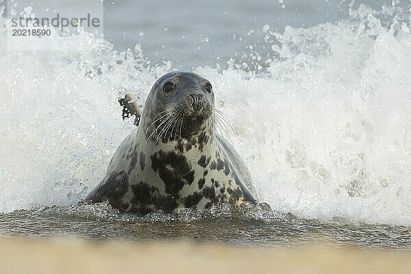 Kegelrobbe (Halichoerus grypus)  erwachsenes Tier  das sich in der Brandung des Meeres ausruht  während sich eine Welle über seinem Körper bricht  an einem Strand  Norfolk  England  Großbritannien  Europa