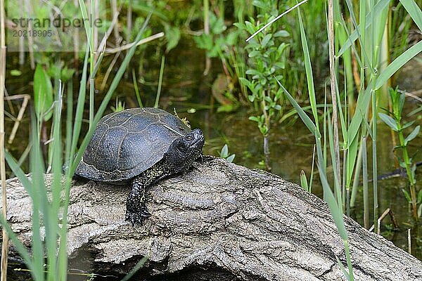 Europäische Sumpfschildkröte in Brandenburg. European pond turtle while sunbathing