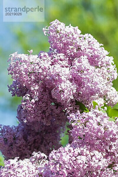 Blühender Flieder im botanischen Garten im Frühling