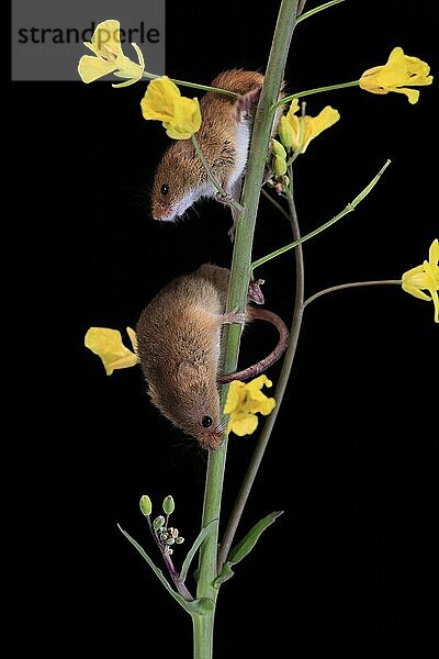 Zwergmaus  (Micromys minutus)  adult  zwei  Paar  auf Pflanzenstängel  blühend  Nahrungssuche  nachts  Schottland  Großbritannien  Europa
