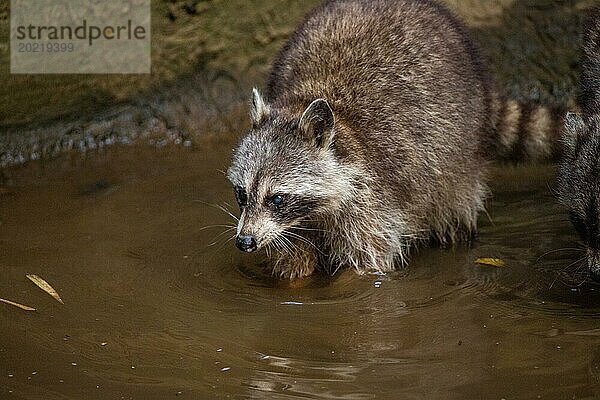 Waschbär in Natürlicher Umgebung  Großaufnahme  Portrait des Tieres auf Guadeloupe au Parc des Mamelles  in der Karibik. Französische Antillen  Frankreich  Europa