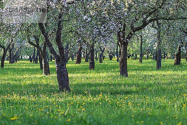 Blühende Apfelbäume im Frühlingspark