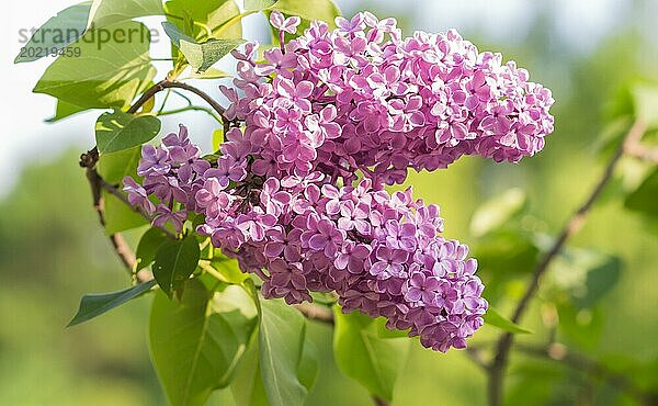 Blühender Flieder im botanischen Garten im Frühling