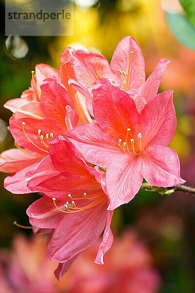 Rhododendron (Azalee) blüht in verschiedenen Farben im Frühlingsgarten. Nahaufnahme. Unscharfer Hintergrund