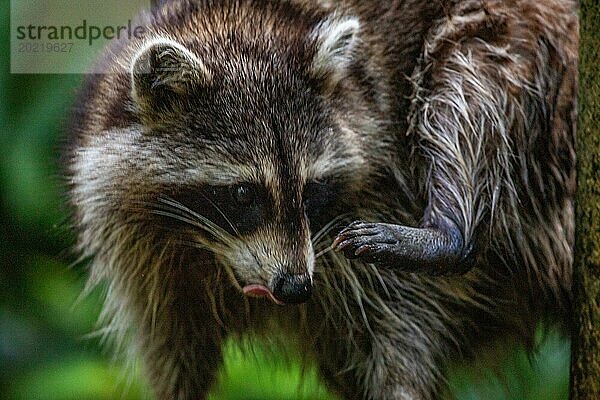 Waschbär in Natürlicher Umgebung  Großaufnahme  Portrait des Tieres auf Guadeloupe au Parc des Mamelles  in der Karibik. Französische Antillen  Frankreich  Europa